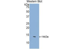 Western Blotting (WB) image for anti-GDNF Family Receptor alpha 1 (GFRA1) (AA 239-350) antibody (ABIN1171680) (GFRA1 抗体  (AA 239-350))