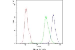 Flow cytometry testing of human HeLa cells with ARSA antibody at 1ug/10^6 cells (blocked with goat sera) (Arylsulfatase A 抗体)