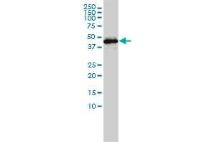 Western Blotting (WB) image for anti-Gasdermin D (GSDMD) (AA 1-484) antibody (ABIN566383)