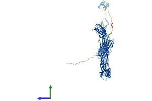 AlphaFold protein structure predicition of Human Recombinant IGSF22 Protein, UniprotID Q8N9C0