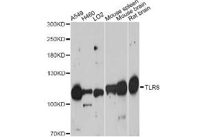 Western blot analysis of extracts of various cell lines, using TLR8 antibody. (TLR8 抗体)