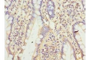 Immunohistochemistry of paraffin-embedded human small intestine tissue using ABIN7165217 at dilution of 1:100 (CNIH4 抗体  (AA 78-117))