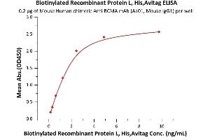Protein L (AA 106-470) (Active) protein (His tag,AVI tag,Biotin)