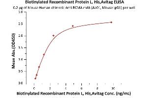 Immobilized Mouse Human chimeric A mAb (Aa01, Mouse IgG1) at 2 μg/mL (100 μL/well) can bind Biotinylated Recombinant Protein L, His,Avitag (ABIN6973199) with a linear range of 0. (Protein L Protein (AA 106-470) (His tag,AVI tag,Biotin))