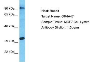 Host: Rabbit Target Name: OR4A47 Sample Type: MCF7 Whole Cell lysates Antibody Dilution: 1. (OR4A47 抗体  (C-Term))