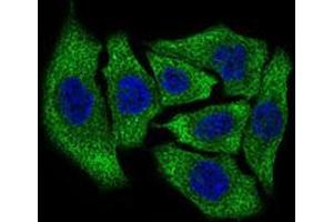 Immunofluorescence (IF) image for anti-Dynactin 4 (DCTN4) (AA 57-298) antibody (ABIN1724791)