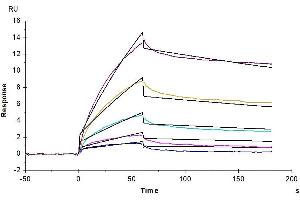 Surface Plasmon Resonance (SPR) image for neonatal Fc Receptor (FcRn) (AA 24-297) protein (His tag) (ABIN7274675)