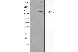 UBA7 抗体  (C-Term)