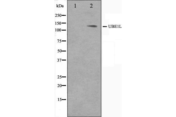 UBA7 抗体  (C-Term)