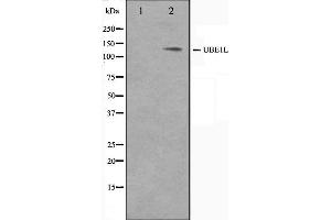 Western blot analysis on HeLa cell lysate using UBE1L Antibody. (UBA7 抗体  (C-Term))