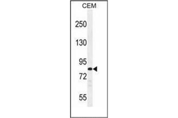 PCDHB3 抗体  (N-Term)