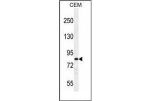 Western blot analysis of PCDHB3 Antibody (N-term) in CEM cell line lysates (35ug/lane). (PCDHB3 抗体  (N-Term))