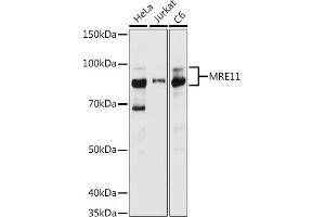 Western blot analysis of extracts of various cell lines, using MRE11 antibody (ABIN6132361, ABIN6143992, ABIN6143993 and ABIN6218236) at 1:1000 dilution. (Mre11 抗体  (AA 1-205))