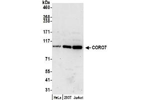 anti-Coronin 7 (CORO7) (AA 875-925) antibody