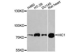 Western blot analysis of extracts of various cell lines, using HIC1 antibody (ABIN5996483) at 1:3000 dilution. (HIC1 抗体)
