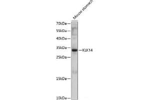 Western blot analysis of extracts of Mouse stomach using KLK14 Polyclonal Antibody at dilution of 1:1000. (Kallikrein 14 抗体)