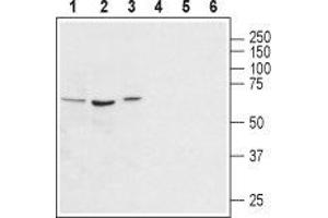 Western Blotting (WB) image for anti-Arginine Vasopressin Receptor 1A (AVPR1A) (AA 378-390), (Intracellular) antibody (ABIN7042946)