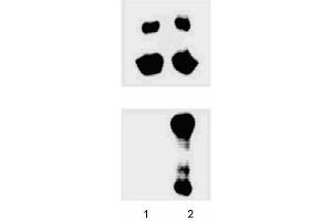 Western blot analysis for JNK/SAPK (pT183/pY185). (JNK 抗体  (pThr183))