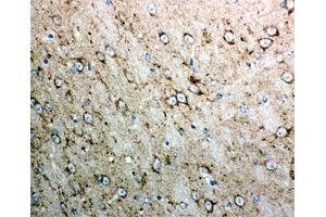 IHC-P testing of mouse brain tissue. (Cytochrome C 抗体  (AA 2-105))
