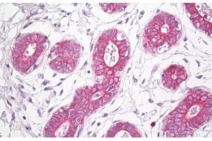Anti-ETA antibody IHC staining of human breast. (Endothelin-1 Receptor 抗体  (AA 378-427))