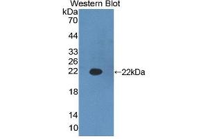 Western blot analysis of the recombinant protein. (HADH 抗体  (AA 1-167))