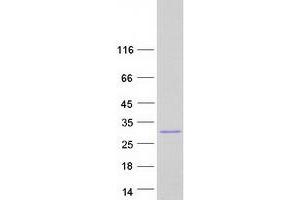 Validation with Western Blot (MKRN2OS Protein (Myc-DYKDDDDK Tag))