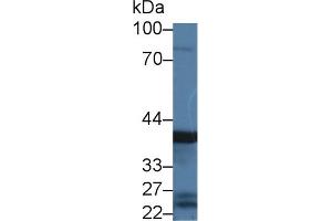 Detection of PGC in Rat Stomach lysate using Polyclonal Antibody to Pepsinogen C (PGC) (PGC 抗体  (AA 17-392))