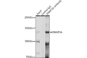 Immunoprecipitation analysis of 200 μg extracts of A-549 cells using 3 μg DNMT3A antibody (ABIN3022833, ABIN3022834, ABIN3022835 and ABIN6219250). (DNMT3A 抗体  (AA 500-700))
