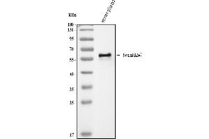 Western blot analysis of Fetuin A/AHSG using anti-Fetuin A/AHSG antibody (ABIN3043533).