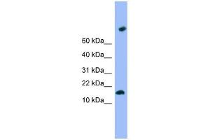 TMEM42 antibody used at 1 ug/ml to detect target protein. (TMEM42 抗体  (N-Term))