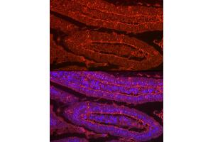 Immunofluorescence analysis of mouse Intestine using LG Rabbit pAb (ABIN7268200) at dilution of 1:100 (40x lens). (Galectin 2 抗体  (AA 1-132))