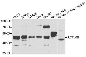 Western blot analysis of extracts of various cell lines, using ACTL6B antibody. (Actin-Like 6B 抗体  (AA 1-280))