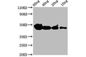 Western Blot Positive WB detected in Recombinant protein All lanes: cyp1a antibody at 4 μg/mL Secondary Goat polyclonal to rabbit IgG at 1/50000 dilution Predicted band size: 39 kDa Observed band size: 47 kDa (CYP27B1 抗体  (AA 1-75))
