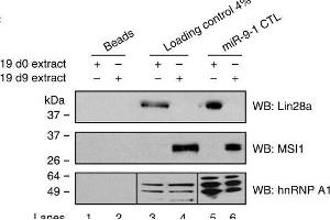 Western Blotting (WB) image for anti-Musashi Homolog 1 (Drosophila) (MSI1) (Center) antibody (ABIN2855085)