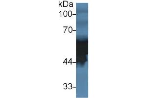 Detection antibody from the kit in WB with Positive Control:  Sample Human serum. (Fetuin A ELISA 试剂盒)