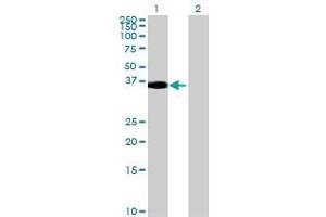Lane 1: DLK1 transfected lysate ( 41. (DLK1 293T Cell Transient Overexpression Lysate(Denatured))