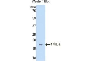 Detection of Recombinant TBX3, Mouse using Polyclonal Antibody to T-Box Protein 3 (TBX3) (TBX3 抗体  (AA 107-220))