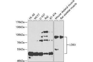 Western blot analysis of extracts of various cell lines, using LDB3 antibody (ABIN6128179, ABIN6143125, ABIN6143126 and ABIN6223347) at 1:1000 dilution. (LIM Domain Binding 3 Protein 抗体  (AA 1-283))