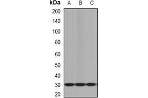 Western blot analysis of KLK10 expression in mouse brain (A), mouse heart (B), rat liver (C) whole cell lysates. (Kallikrein 10 抗体)