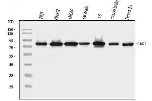 Western blot analysis of NAK/TBK1 using anti-NAK/TBK1 antibody (ABIN7599532).