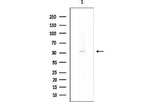 anti-RUN and FYVE Domain Containing 3 (RUFY3) antibody