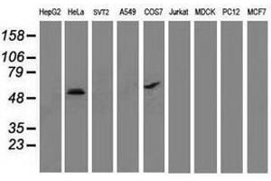 Image no. 2 for anti-Tumor Protein P53 (TP53) antibody (ABIN1499971) (p53 抗体)
