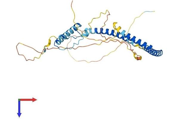 HEXIM2 Protein (AA 1-313) (His tag)