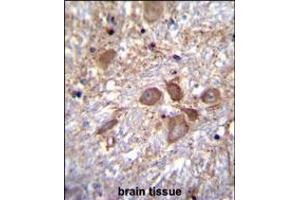 SPECC1 Antibody immunohistochemistry analysis in formalin fixed and paraffin embedded human brain tissue followed by peroxidase conjugation of the secondary antibody and DAB staining. (NSP5 抗体  (AA 705-733))
