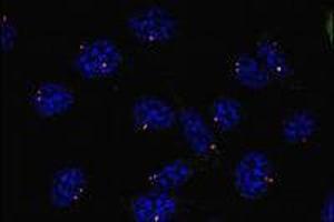 Immunofluorescence (IF) image for anti-Tubulin, gamma 1 (TUBG1) (AA 434-449), (C-Term) antibody (ABIN238522) (TUBG1 抗体  (C-Term))