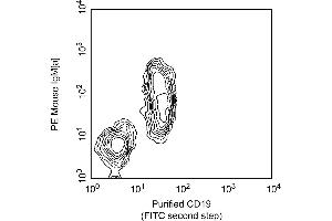 Two-color analysis of the expression of CD19 on mouse spleen B cells. (CD19 抗体)