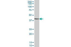 ATF4 monoclonal antibody (M01), clone 2B3 Western Blot analysis of ATF4 expression in NIH/3T3