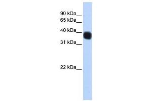 Western Blotting (WB) image for anti-Single Stranded DNA Binding Protein 3 (SSBP3) antibody (ABIN2459884) (SSBP3 抗体)