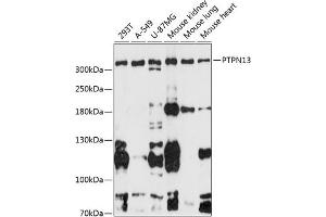 Western blot analysis of extracts of various cell lines, using PTPN13 antibody (ABIN6132534, ABIN6146442, ABIN6146443 and ABIN6216830) at 1:3000 dilution. (PTPN13 抗体  (AA 250-500))