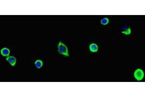 Immunofluorescent analysis of MCF-7 cells using ABIN7163908 at dilution of 1:100 and Alexa Fluor 488-congugated AffiniPure Goat Anti-Rabbit IgG(H+L) (Pgap2 抗体  (AA 45-114))